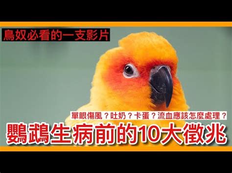 夢到很多鳥死掉|夢見快死的鳥（鳥死亡）